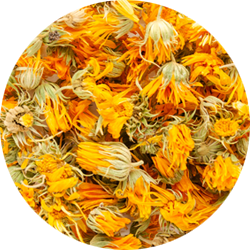 pf-6642d793--calendula